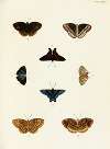 Foreign butterflies occurring in the three continents Asia, Africa and America Pl.391