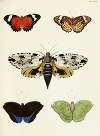 Foreign butterflies occurring in the three continents Asia, Africa and America Pl.392