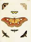 Foreign butterflies occurring in the three continents Asia, Africa and America Pl.393