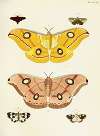 Foreign butterflies occurring in the three continents Asia, Africa and America Pl.394