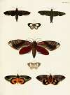 Foreign butterflies occurring in the three continents Asia, Africa and America Pl.396