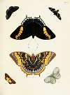 Foreign butterflies occurring in the three continents Asia, Africa and America Pl.397