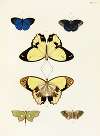 Foreign butterflies occurring in the three continents Asia, Africa and America Pl.398