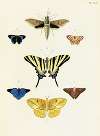 Foreign butterflies occurring in the three continents Asia, Africa and America Pl.399