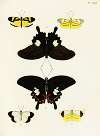 Foreign butterflies occurring in the three continents Asia, Africa and America Pl.400