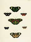 Foreign butterflies occurring in the three continents Asia, Africa and America Pl.403