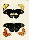 Foreign butterflies occurring in the three continents Asia, Africa and America Pl.404