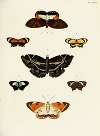 Foreign butterflies occurring in the three continents Asia, Africa and America Pl.406