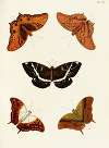 Foreign butterflies occurring in the three continents Asia, Africa and America Pl.407