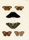 Foreign butterflies occurring in the three continents Asia, Africa and America Pl.408