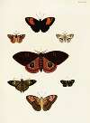 Foreign butterflies occurring in the three continents Asia, Africa and America Pl.409