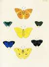 Foreign butterflies occurring in the three continents Asia, Africa and America Pl.410