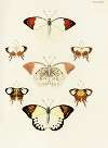 Foreign butterflies occurring in the three continents Asia, Africa and America Pl.411