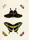 Foreign butterflies occurring in the three continents Asia, Africa and America Pl.413