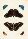 Foreign butterflies occurring in the three continents Asia, Africa and America Pl.416