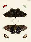 Foreign butterflies occurring in the three continents Asia, Africa and America Pl.417