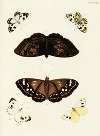 Foreign butterflies occurring in the three continents Asia, Africa and America Pl.418
