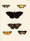 Foreign butterflies occurring in the three continents Asia, Africa and America Pl.419