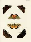 Foreign butterflies occurring in the three continents Asia, Africa and America Pl.421