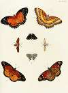 Foreign butterflies occurring in the three continents Asia, Africa and America Pl.422