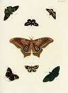 Foreign butterflies occurring in the three continents Asia, Africa and America Pl.423
