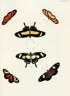 Foreign butterflies occurring in the three continents Asia, Africa and America Pl.424