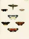 Foreign butterflies occurring in the three continents Asia, Africa and America Pl.425