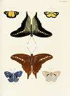Foreign butterflies occurring in the three continents Asia, Africa and America Pl.426