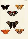 Foreign butterflies occurring in the three continents Asia, Africa and America Pl.427