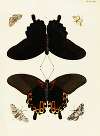 Foreign butterflies occurring in the three continents Asia, Africa and America Pl.428