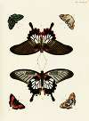 Foreign butterflies occurring in the three continents Asia, Africa and America Pl.429