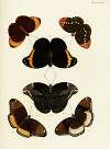 Foreign butterflies occurring in the three continents Asia, Africa and America Pl.430
