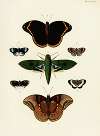 Foreign butterflies occurring in the three continents Asia, Africa and America Pl.431