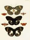 Foreign butterflies occurring in the three continents Asia, Africa and America Pl.432