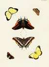 Foreign butterflies occurring in the three continents Asia, Africa and America Pl.433