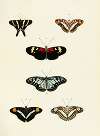Foreign butterflies occurring in the three continents Asia, Africa and America Pl.435