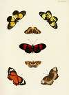 Foreign butterflies occurring in the three continents Asia, Africa and America Pl.436