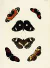 Foreign butterflies occurring in the three continents Asia, Africa and America Pl.437