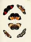 Foreign butterflies occurring in the three continents Asia, Africa and America Pl.438