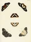Foreign butterflies occurring in the three continents Asia, Africa and America Pl.439