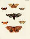 Foreign butterflies occurring in the three continents Asia, Africa and America Pl.075