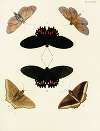 Foreign butterflies occurring in the three continents Asia, Africa and America Pl.076