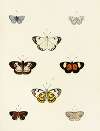 Foreign butterflies occurring in the three continents Asia, Africa and America Pl.077