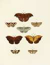 Foreign butterflies occurring in the three continents Asia, Africa and America Pl.079