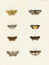 Foreign butterflies occurring in the three continents Asia, Africa and America Pl.082