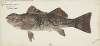 Aplodactylus arctidens (NZ) : Marblefish or Keke