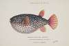 Arothron gillbanksii (Gillbanks Globe fish)