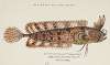 Cristiceps australis (Tas) : Weedfish