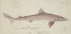 Galeorhinus galeus : Requiem shark