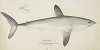 Lamna nasus (NZ) : Porbeagle shark